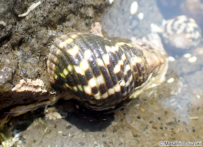 ゴマフニナ Planaxis sulcatus