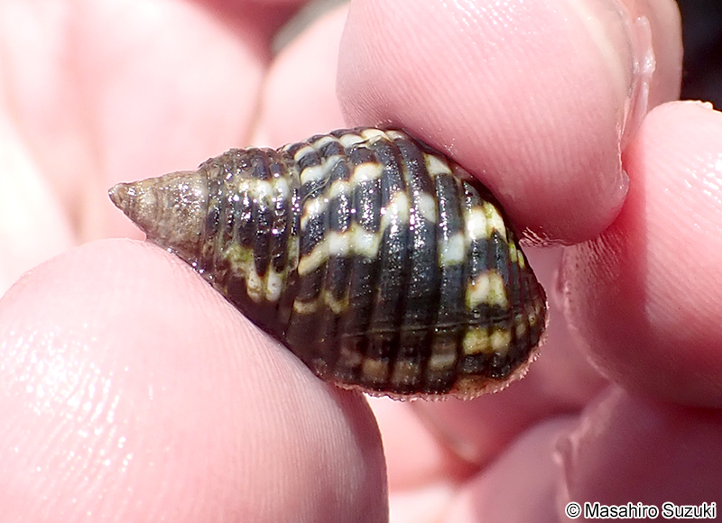 ゴマフニナ Planaxis sulcatus