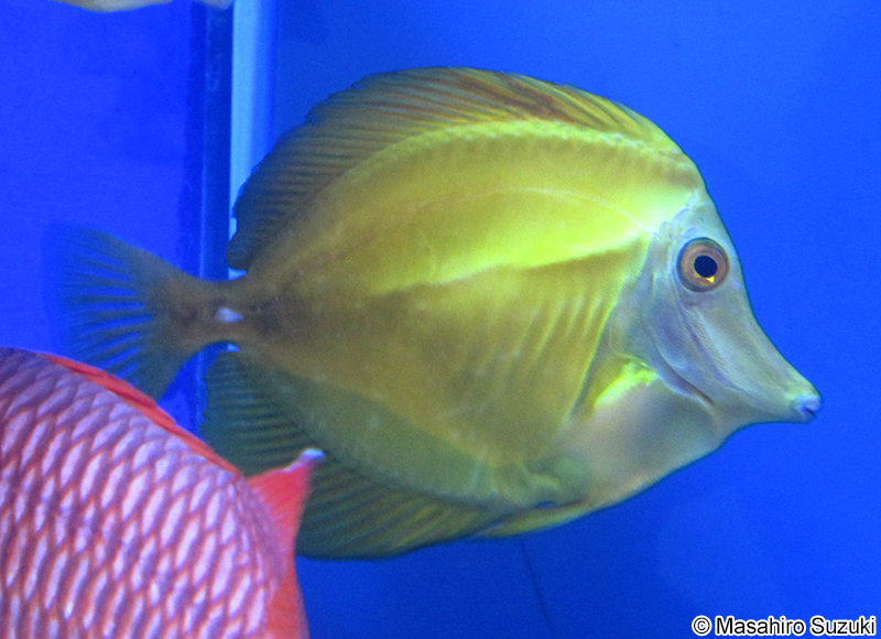 ゴマハギ Zebrasoma scopas