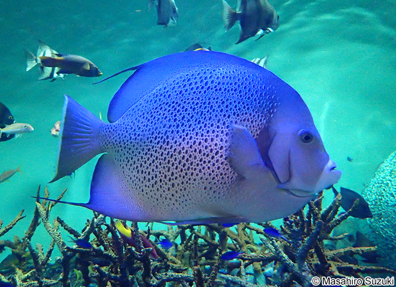 グレイエンゼルフィッシュ Pomacanthus arcuatus