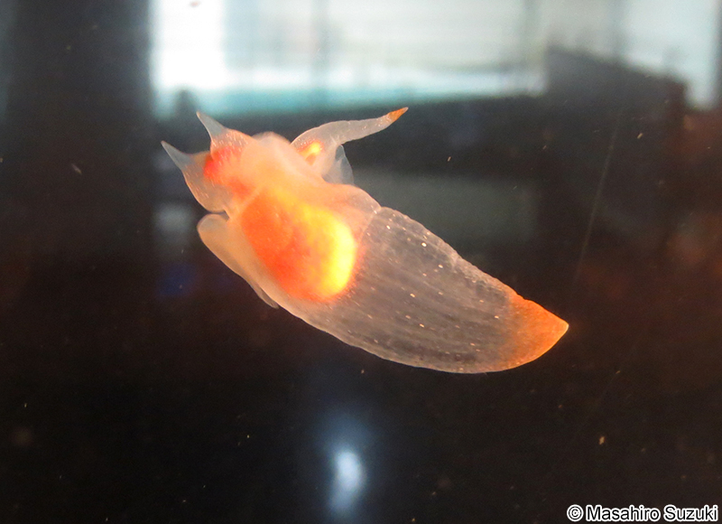 ハダカカメガイ Clione limacina