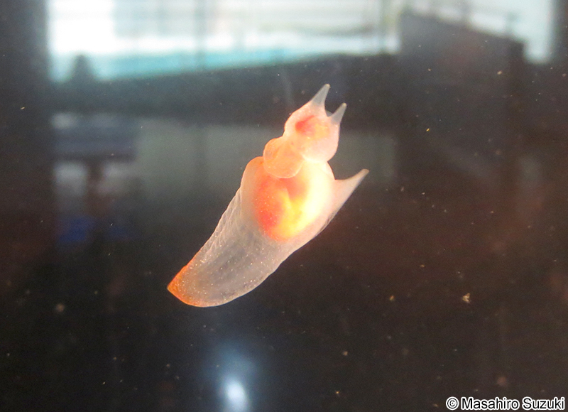 ハダカカメガイ Clione limacina