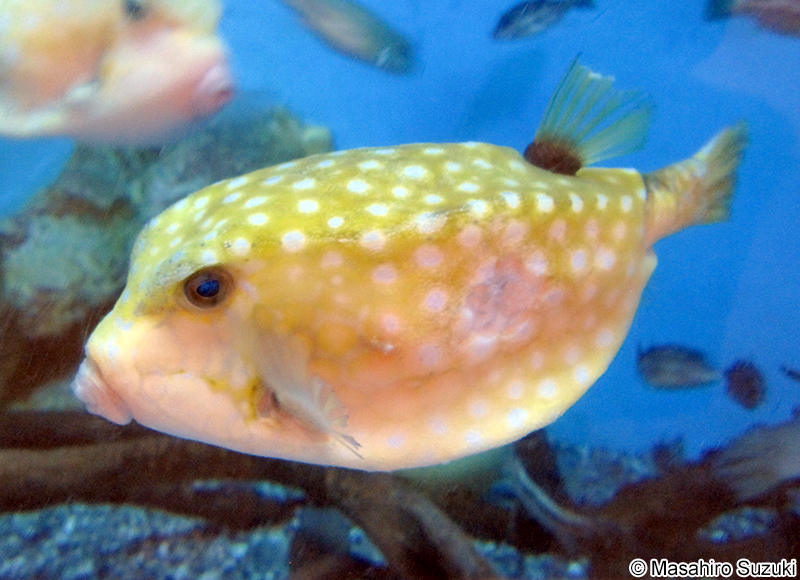 ハコフグ Ostracion immaculatus