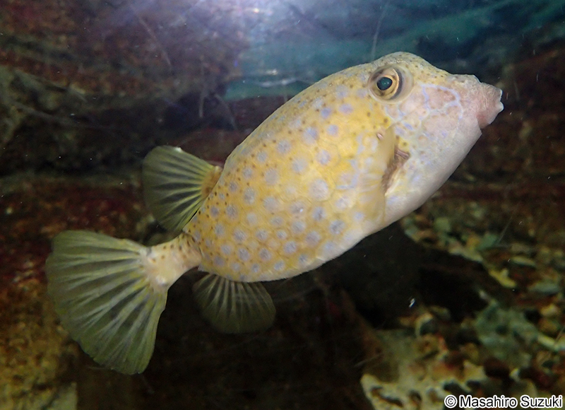 ハコフグ Ostracion immaculatus