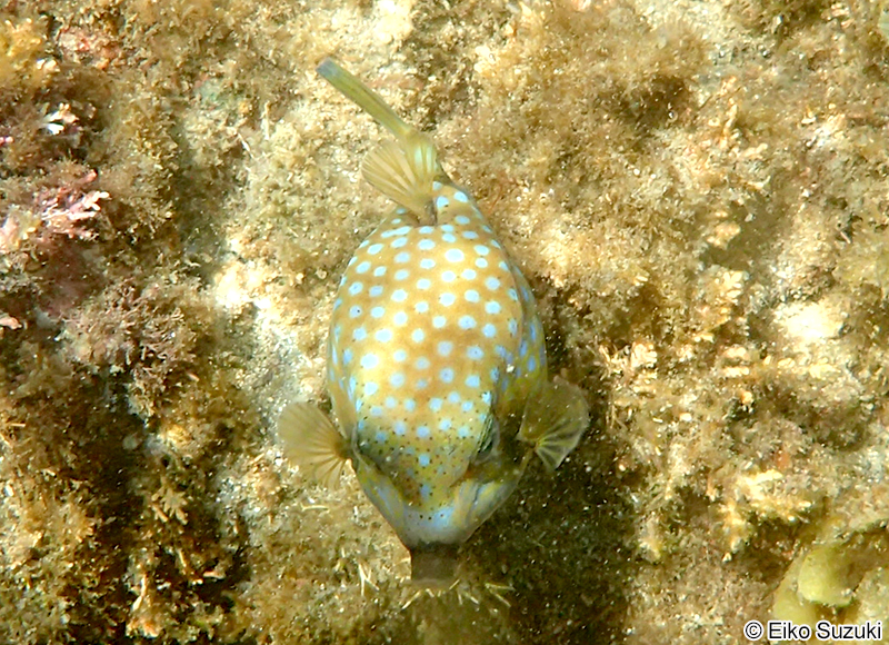 ハコフグ Ostracion immaculatus