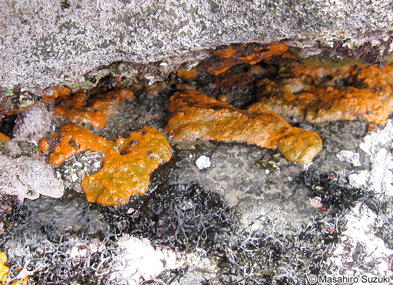 ダイダイイソカイメン Hymeniacidon perlevis