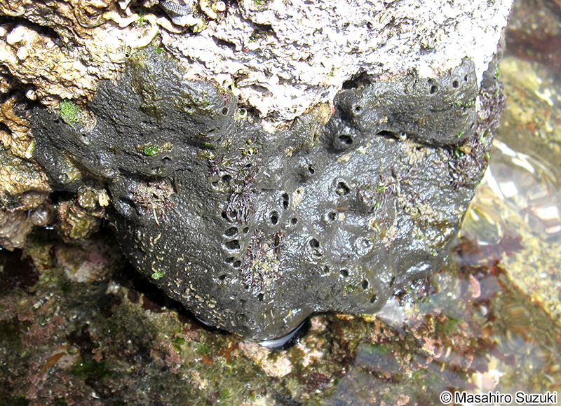クロイソカイメン Halichondria (Halichondria) okadai