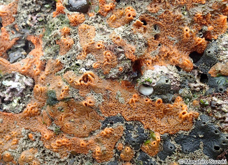 ダイダイイソカイメン Hymeniacidon perlevis