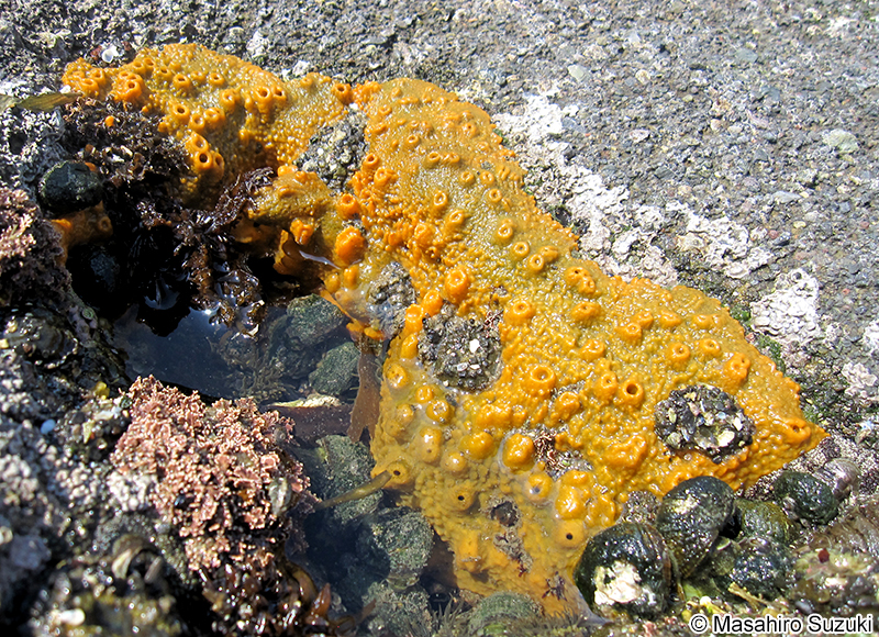 ダイダイイソカイメン ？