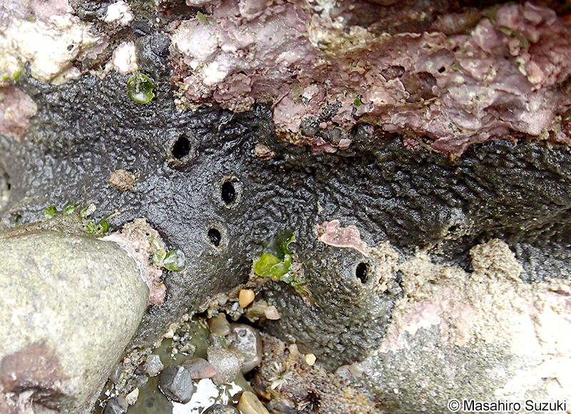 クロイソカイメン Halichondria (Halichondria) okadai