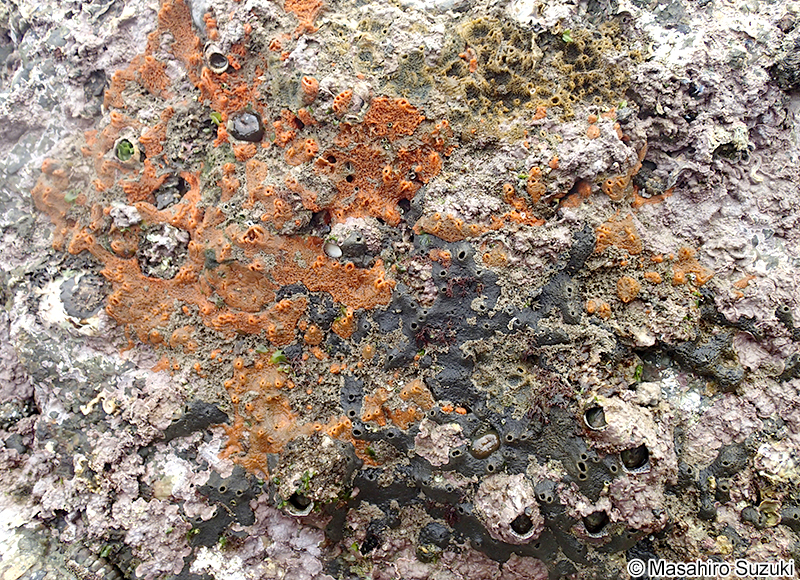 クロイソカイメン Halichondria (Halichondria) okadai