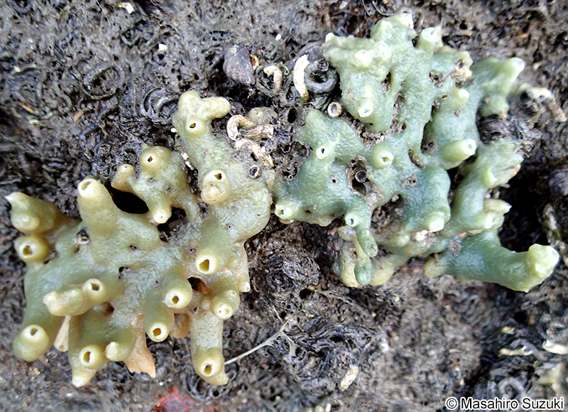 ナミイソカイメン Halichondria panicea