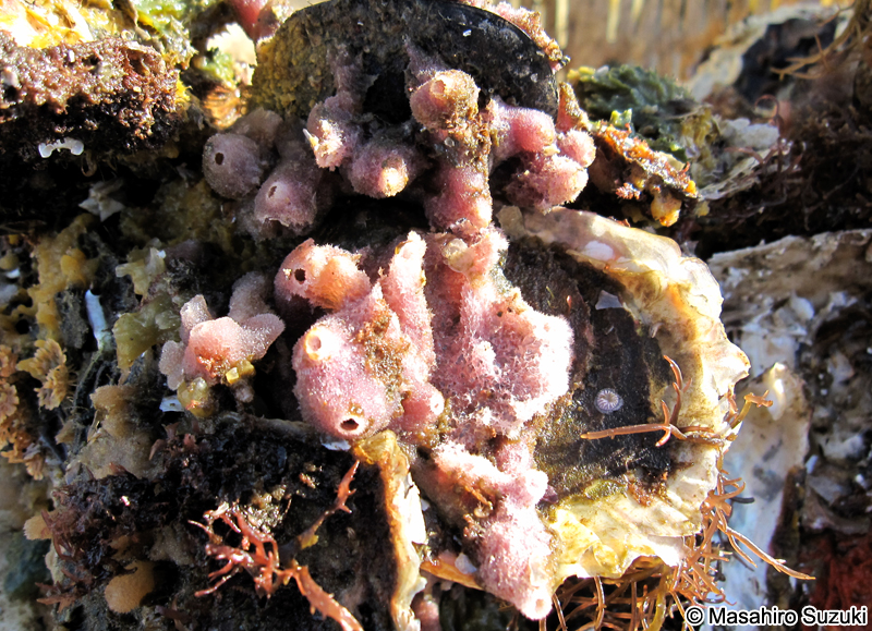 ムラサキカイメン Haliclona (Reniera) cinerea