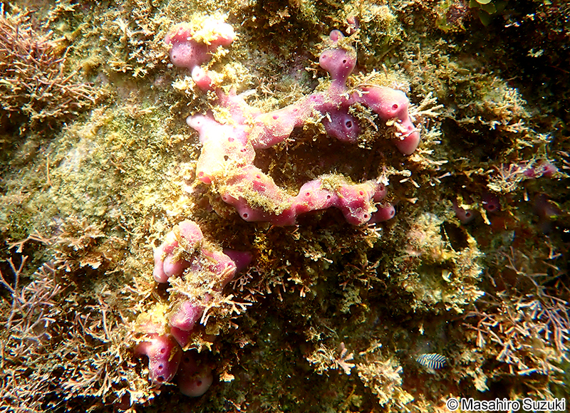 ムラサキカイメン Haliclona (Reniera) cinerea