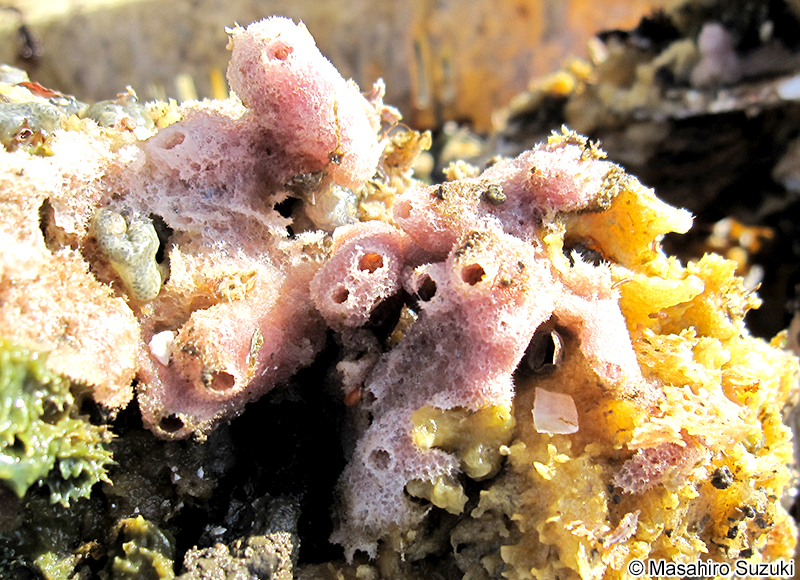 ムラサキカイメン Haliclona (Reniera) cinerea