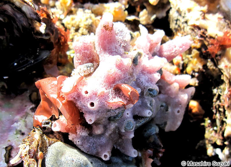 ムラサキカイメン Haliclona (Reniera) cinerea