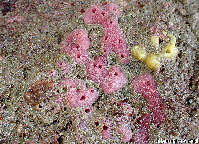 ムラサキカイメン Haliclona (Reniera) cinerea