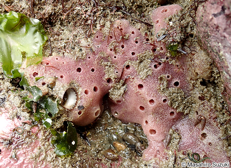 ムラサキカイメン Haliclona (Reniera) cinerea