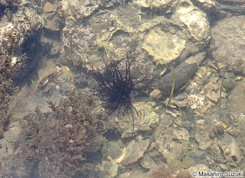 ハナギンチャク科 Cerianthidae