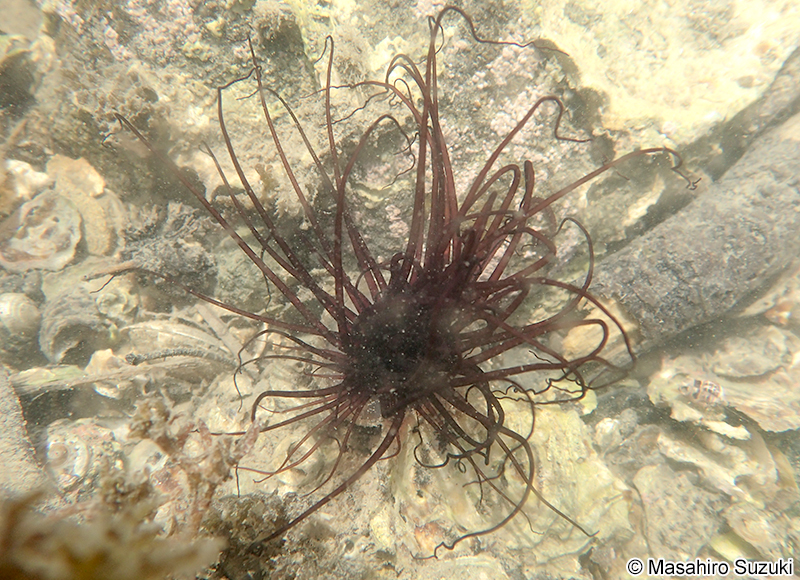 ハナギンチャク科 Cerianthidae