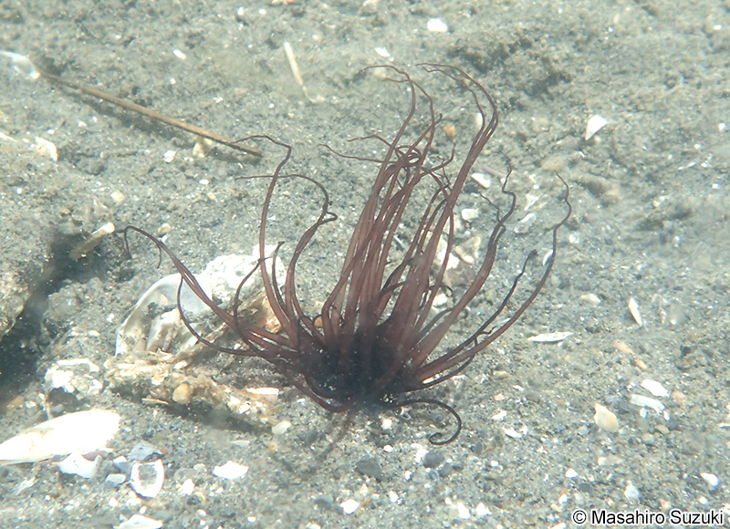 ハナギンチャク科 Cerianthidae