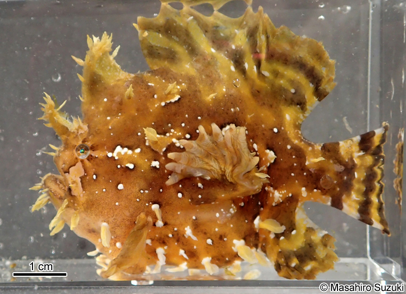 ハナオコゼ Histrio histrio