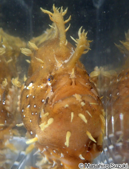 ハナオコゼ Histrio histrio