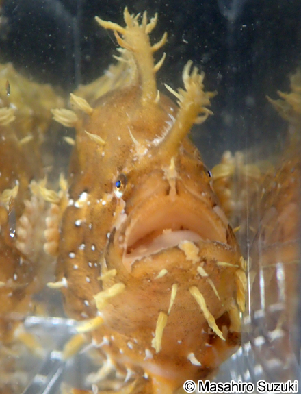 ハナオコゼ Histrio histrio