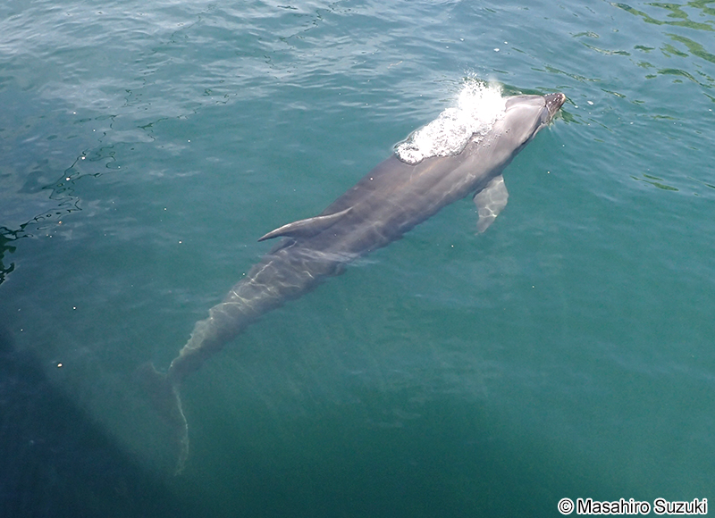 ハンドウイルカ Tursiops truncatus
