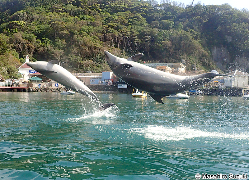 ハンドウイルカ Tursiops truncatus