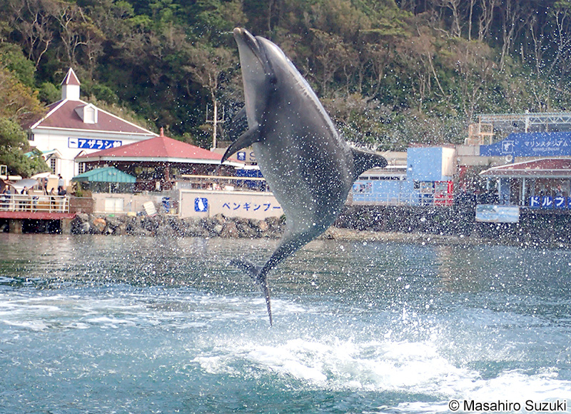 ハンドウイルカ Tursiops truncatus