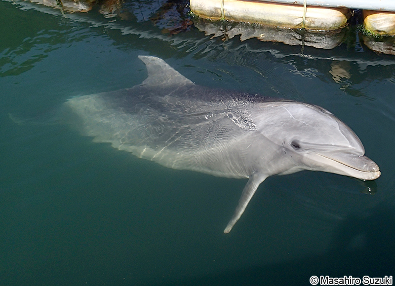 ハンドウイルカ Tursiops truncatus
