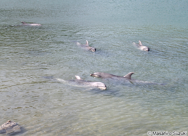 ハンドウイルカ Tursiops truncatus