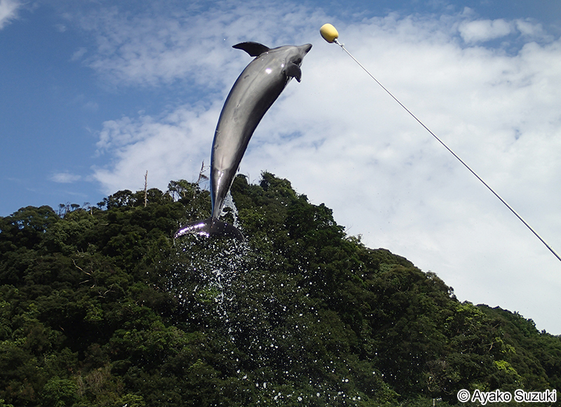 ハンドウイルカ Tursiops truncatus