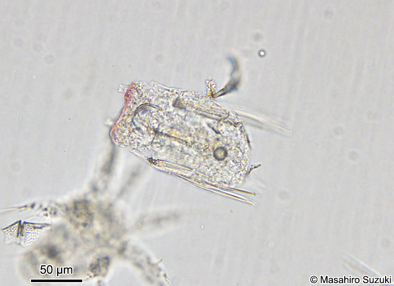 ハネウデワムシ Polyarthra