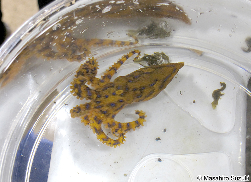 ヒョウモンダコ Hapalochlaena cf. fasciata