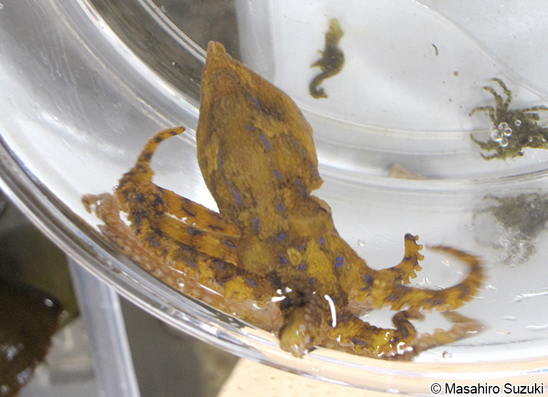 ヒョウモンダコ Hapalochlaena cf. fasciata