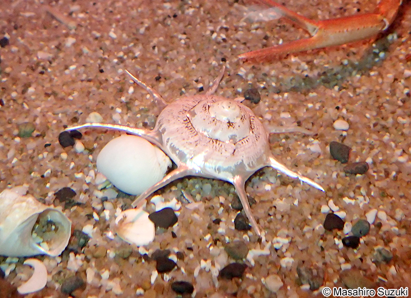 ハリナガリンボウ Guildfordia yoka