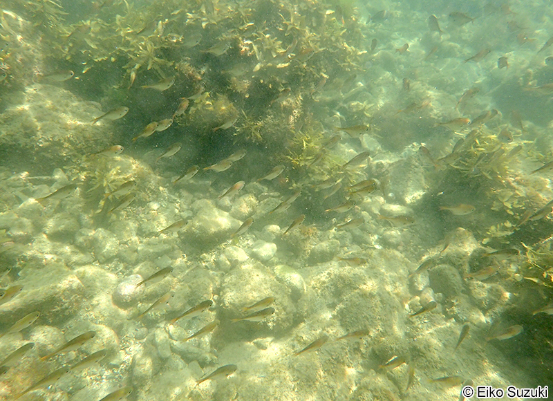 ハタンポの仲間 Pempheris sp.