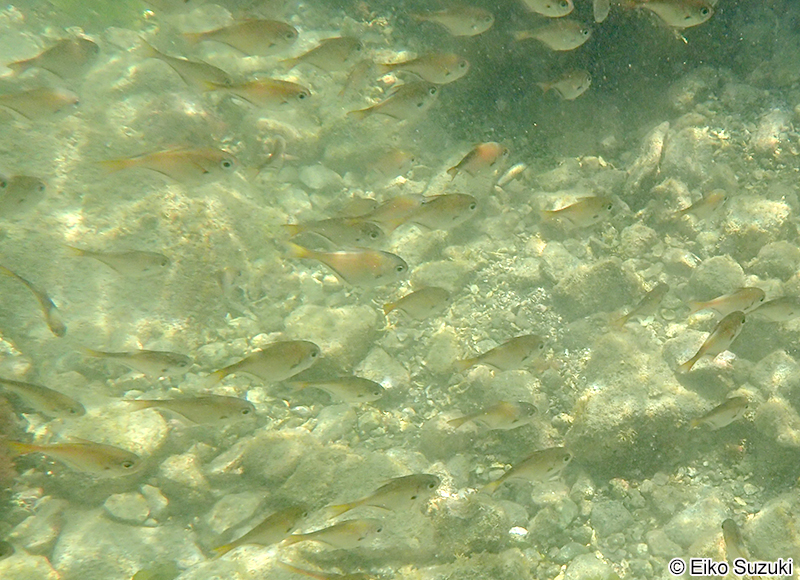 ハタンポの仲間 Pempheris sp.