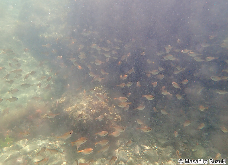 ハタンポの仲間 Pempheris sp.