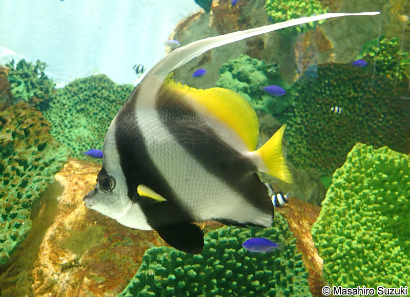 ハタタテダイ Heniochus acuminatus