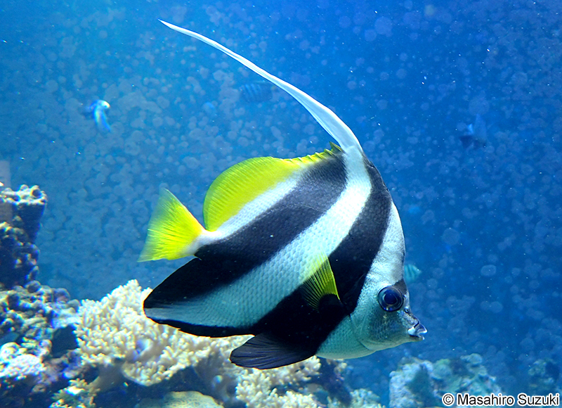 ハタタテダイ Heniochus acuminatus