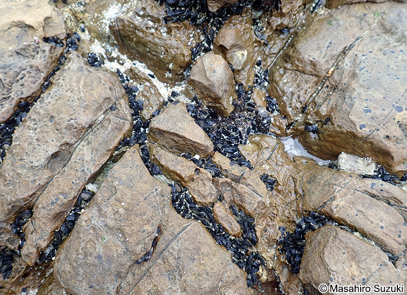 ヘリトリアオリガイ Isognomon nucleus