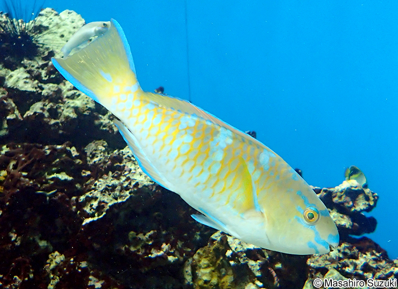 ヒブダイ Scarus ghobban