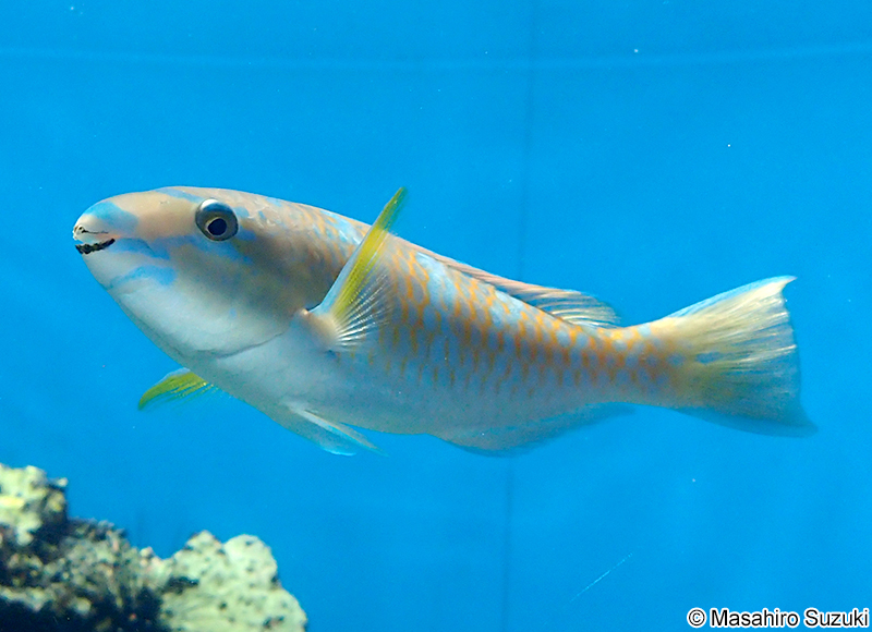 ヒブダイ Scarus ghobban