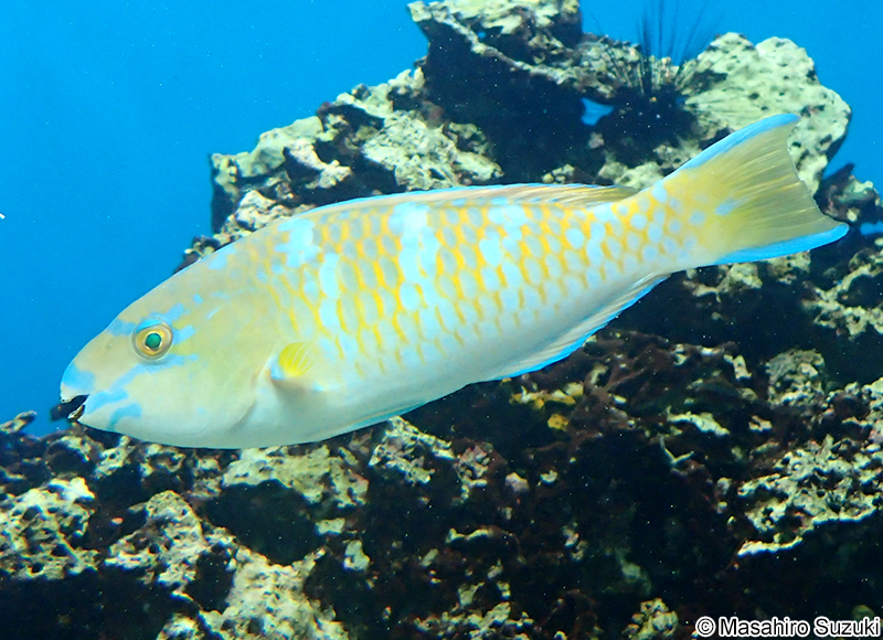 ヒブダイ Scarus ghobban