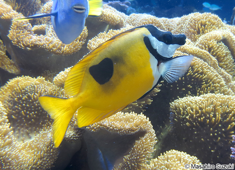 ヒフキアイゴ Siganus unimaculatus