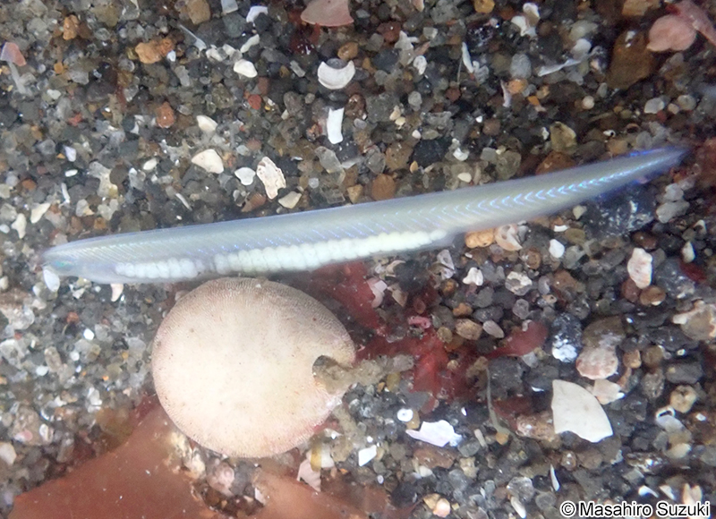 ヒガシナメクジウオ Branchiostoma japonicum