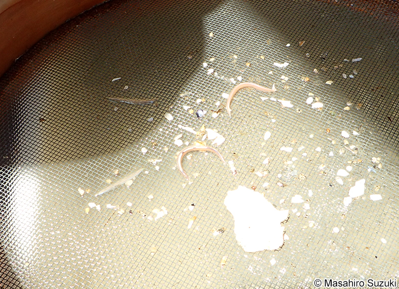 ヒガシナメクジウオ Branchiostoma japonicum